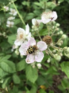 Foto mit rosa Blüte und Insekt