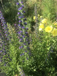 Nachtkerze, Natternkopf, Wilde Möhre im Hintergrund, Kräuter und Wildkräuter im Juni im Garten